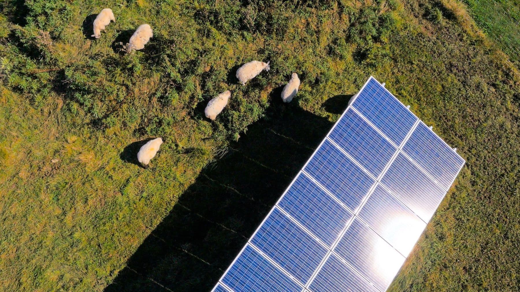 Sheep grazing next to a solar panel